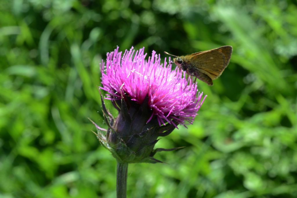 Quale farfalla? Ochlodes sylvanus, Hesperiidae